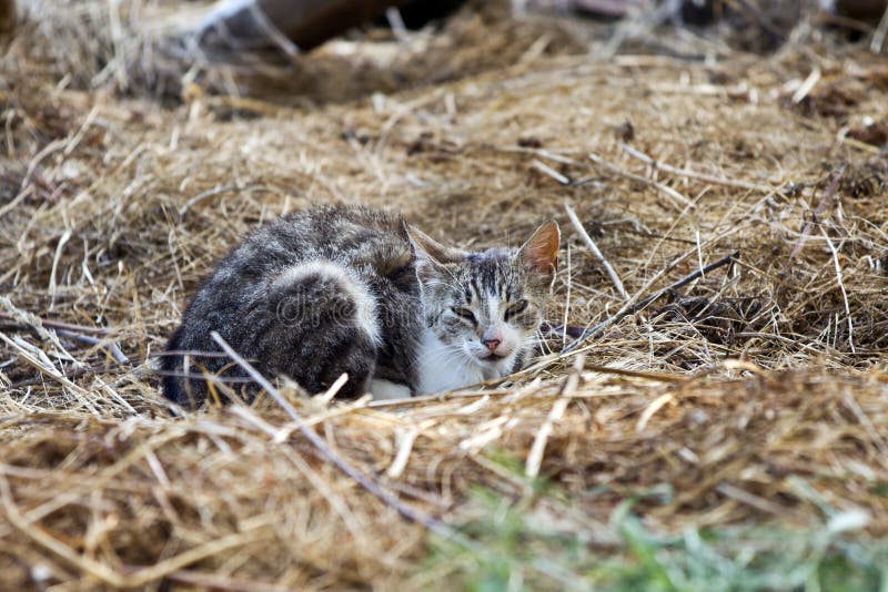 Little gray and white cat stock photo. Image of little 62598262