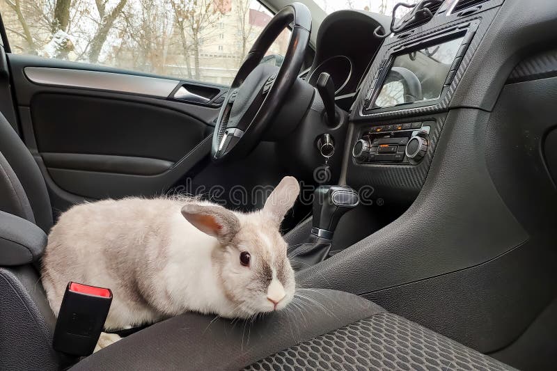 White Easter Bunny Rides To Give Gifts. Rabbit in the Car at the Driver