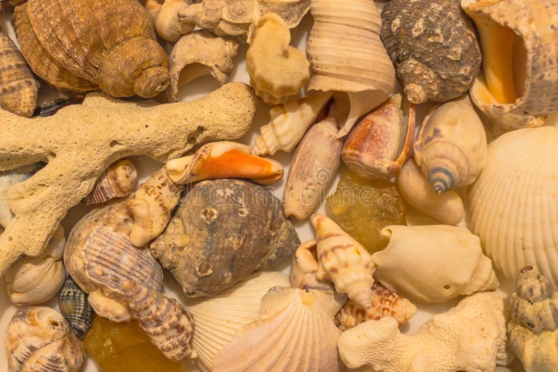 Shells of various shapes. stock image. Image of shell 105699613