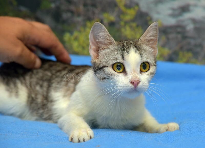 White with Gray Young Affectionate Cat on a Blue Stock Image Image of