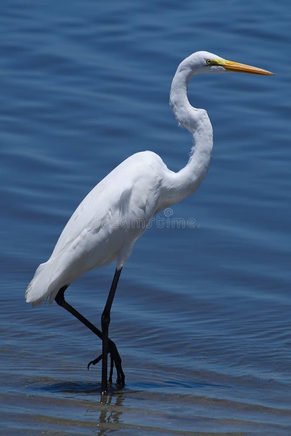 White Great egret with a long beak in a sea under sunlight with a blurry background stock photo White Great egret with a long beak in a sea under sunlight with a blurry background stock photo