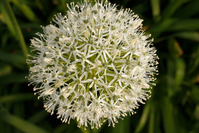 White-green ball of a decorative flower.