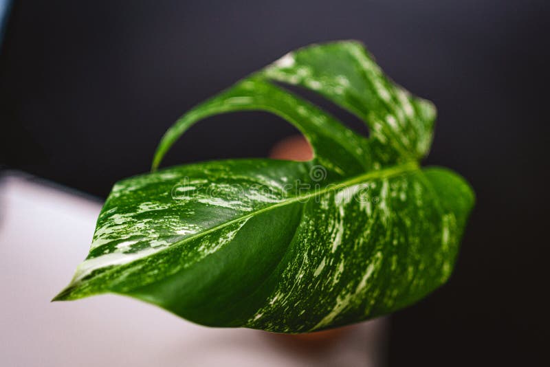 White-green leaf. Monstera Variegata seedling. Tropical plant. Green and white