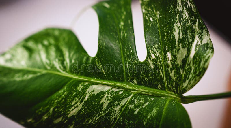 White-green leaf. Monstera Variegata seedling. Tropical plant. Macro