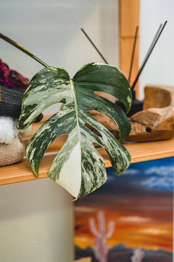 White-green leaf. Monstera Variegata seedling. Tropical plant. Macro