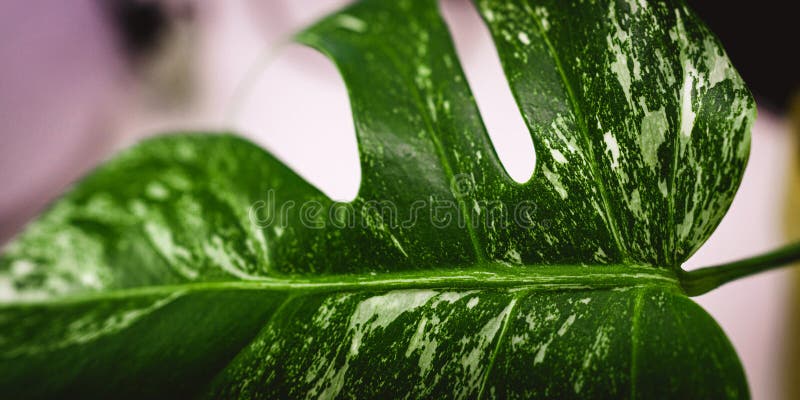 White-green leaf. Monstera Variegata seedling. Tropical plant. Macro