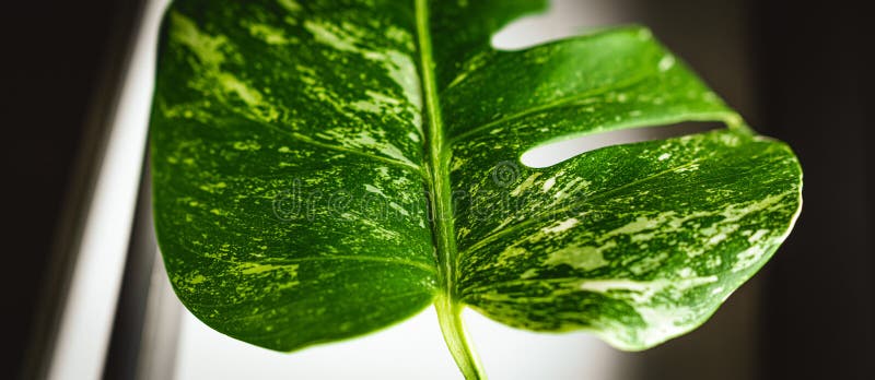 White-green leaf. Monstera Variegata seedling. Tropical plant. Macro