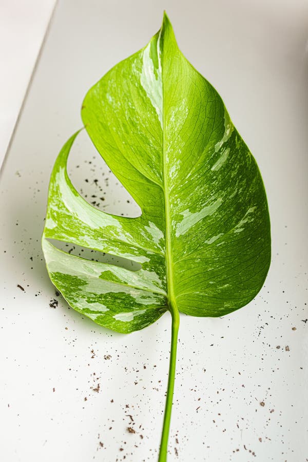 White-green leaf. Monstera Variegata seedling. Tropical plant.