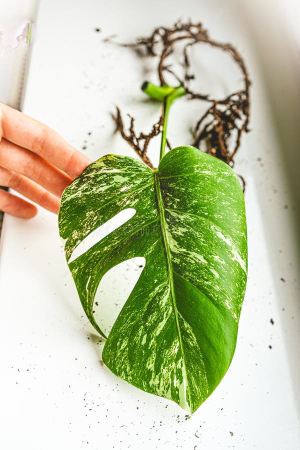 White-green leaf. Monstera Variegata seedling. Tropical plant.