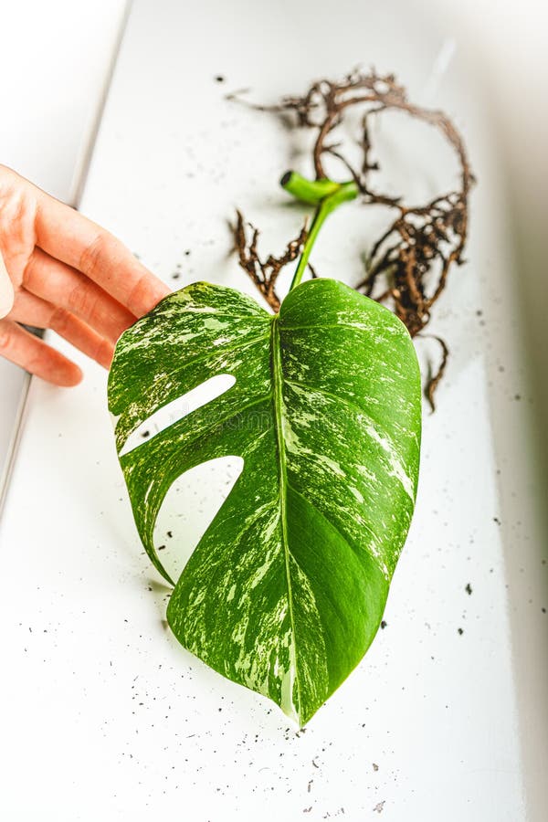 White-green leaf. Monstera Variegata seedling. Tropical plant.