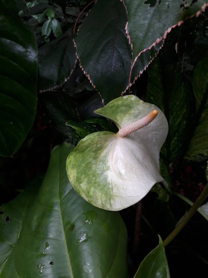 White & green mixed anthurium plant