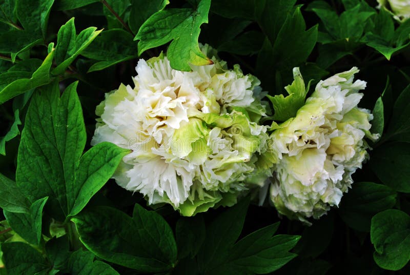 White green soft terry peony flowers on the bush, soft dark green blurry leaves royalty free stock images