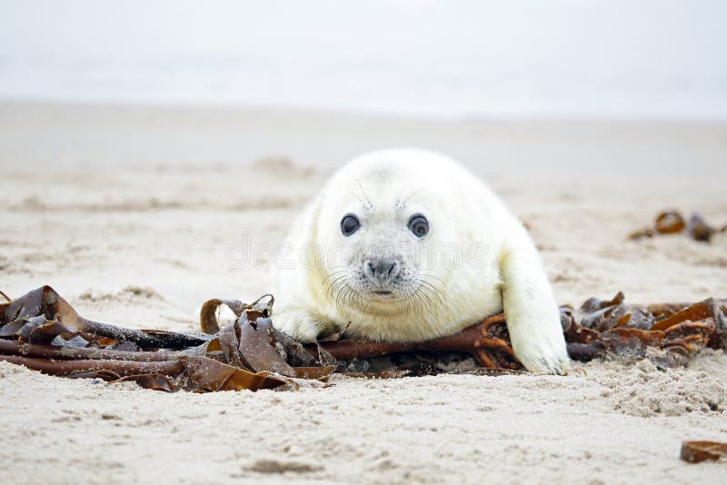 White grey baby seal looks inquisitively with big