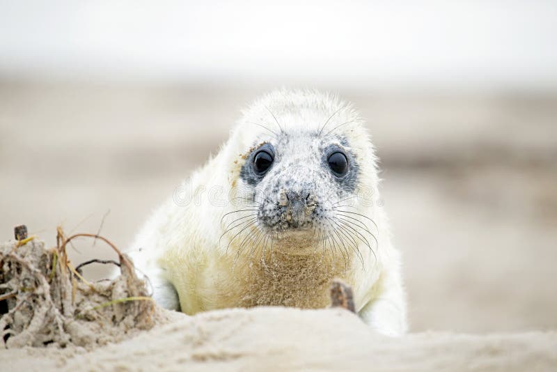 White grey baby seal looks inquisitively with big