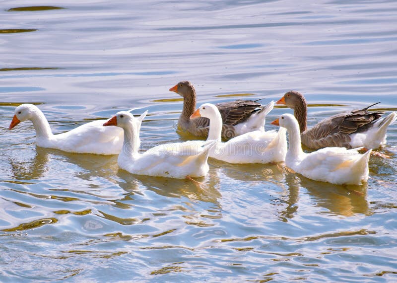 Grupo de cuatro blanco gansos dos gris gansos nadar la ley sobre el la izquierda en pequeno en urbano público jardín en,,, en soleado en paz Agua.