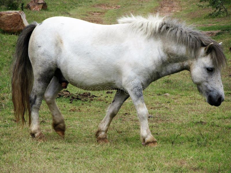 White and Grey Horse royalty free stock image White and Grey Horse royalty free stock image
