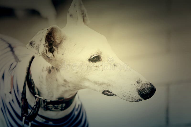 White greyhound dog stock photo. Image of creature, domestic 83955650