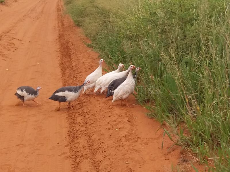 White Guinea Fowl on Path in Bush Stock Image Image of grass, sand
