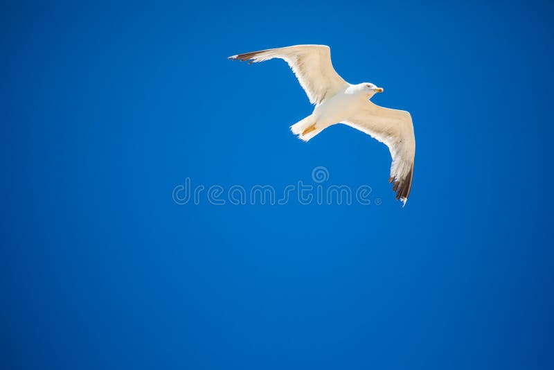 White Gull in Flight over ocean beach. Summer.