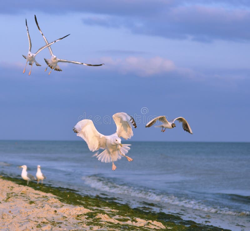 White gull lands stock image. Image of feather, blue 12600661