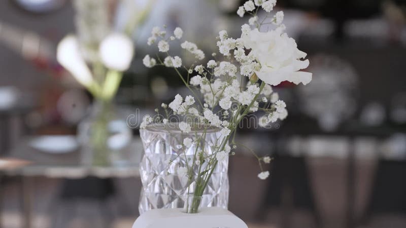 White gypsophila white flower