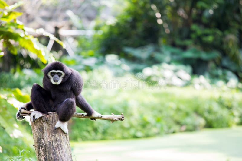 White hand Gibbon royalty free stock photography White hand Gibbon royalty free stock photography