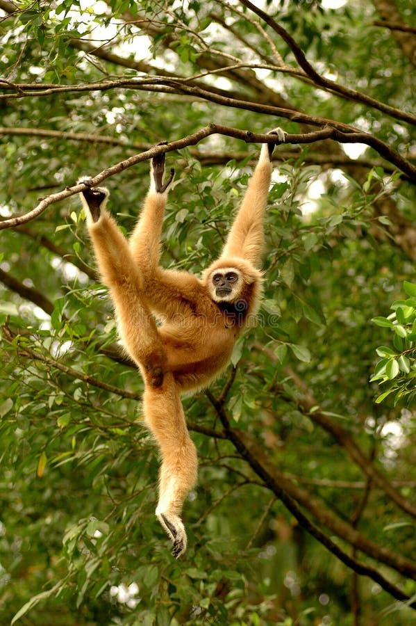 Malaysia's monkeys, the white-handed Gibbon ( Hylobates lar ) Gibbons are characterized by swift movement trough the forest canopy using only their very long arms to grasp branches. They rarely descend to the forest floor, feeding in the canopy on leaves, fruits and insects.