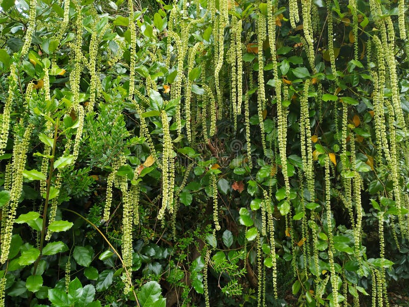 White hanging flowers stock image. Image of climbing 193598247
