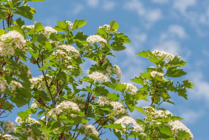 White hawthorn flowers