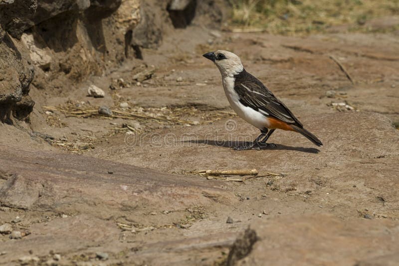 White-headed Buffalo Weaver, Dinemellia dinemelli, in the Samburu National Reserve in Kenya. stock photo White-headed Buffalo Weaver, Dinemellia dinemelli, in the Samburu National Reserve in Kenya. stock photo