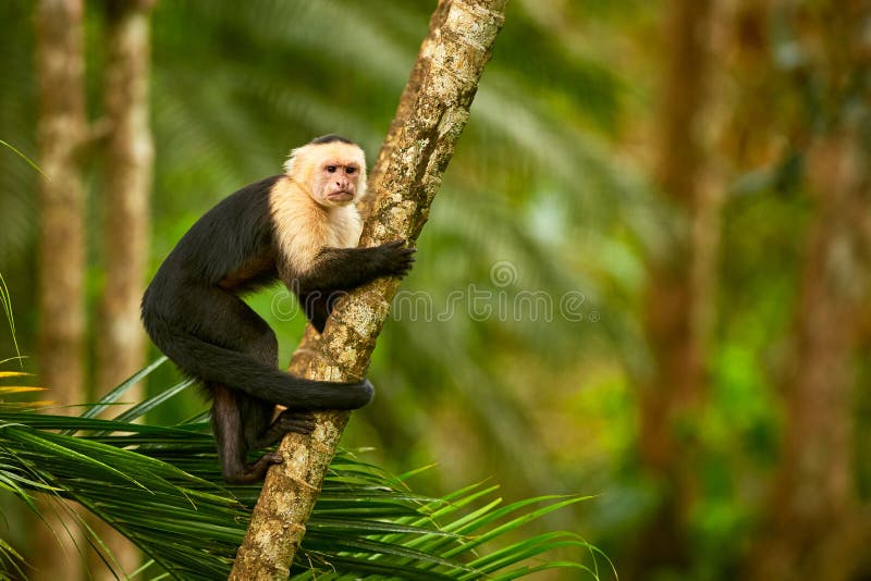 White-headed Capuchin, black monkey sitting on tree branch in th stock images
