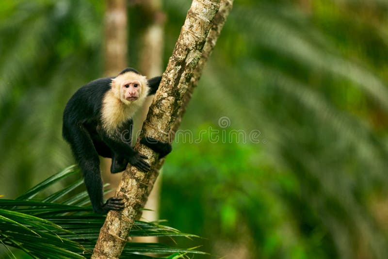 White-headed Capuchin, black monkey sitting on tree branch in th stock images