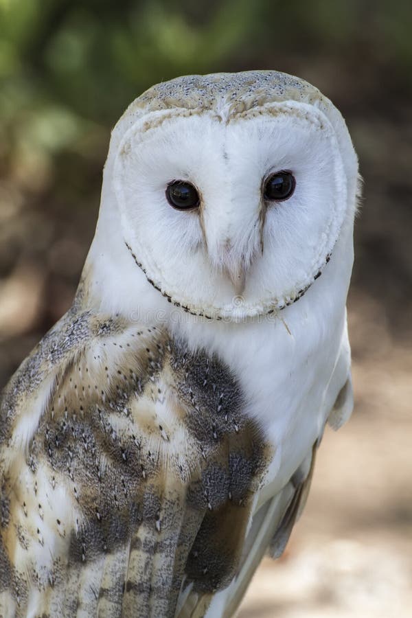 White-headed owl posing and looking at camera