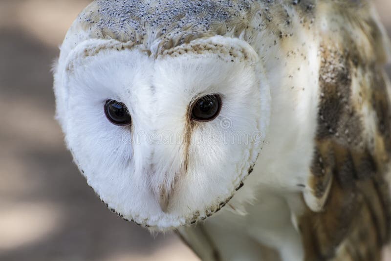 White-headed owl posing and looking at camera