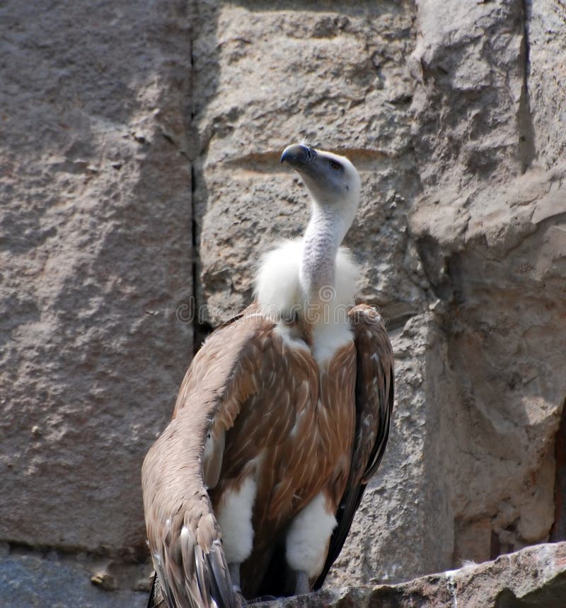 White-headed vulture