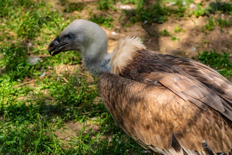 White-headed vulture. A large adult from the order Falconiformes and the family of hawks. Interesting animal feeds