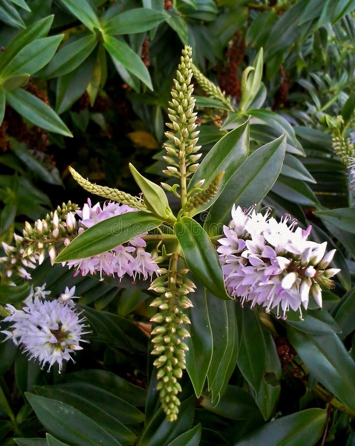 White Hebe stock photo. Image of nature, shrub, flower 87389846