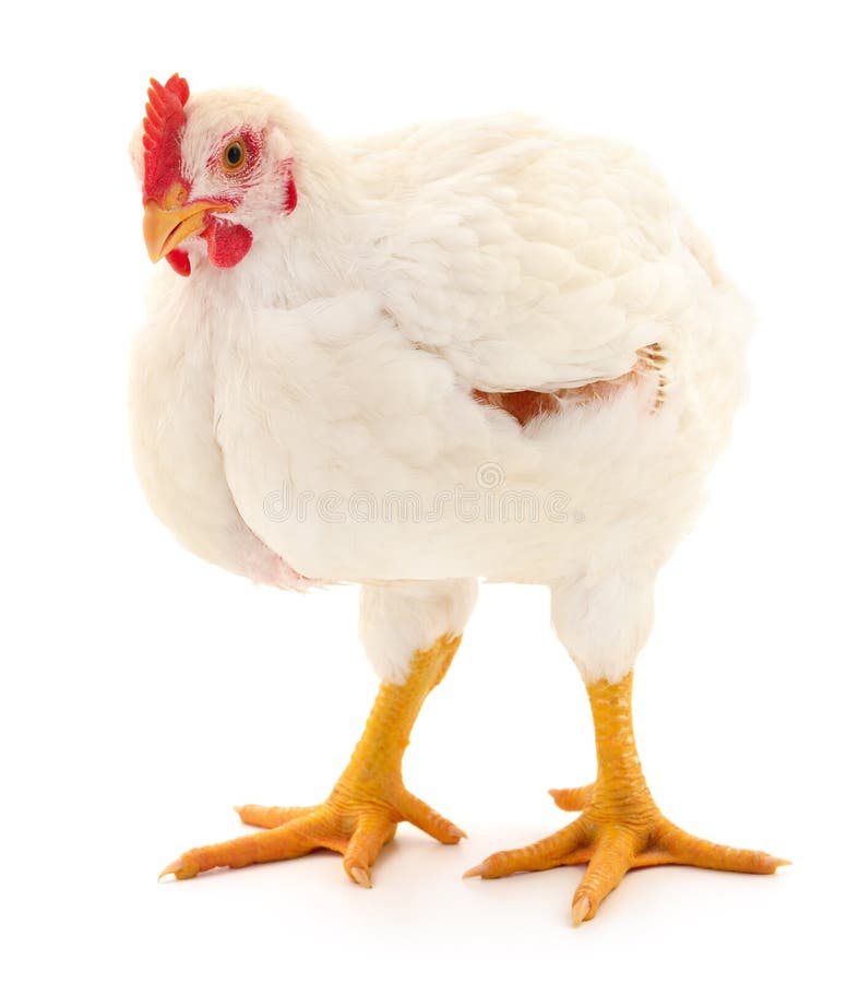 White hen isolated stock photo. Image of color, female - 191329968