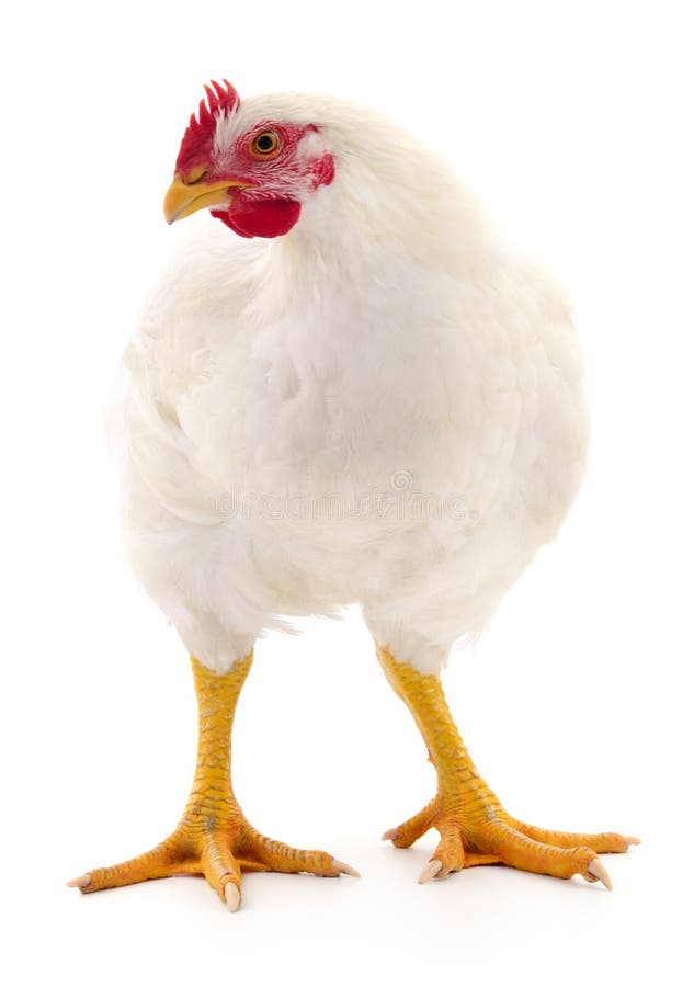 White hen isolated stock photo. Image of female, nature - 196074744