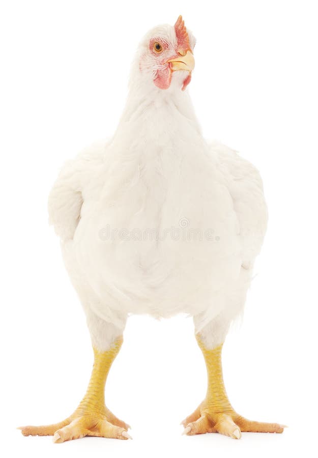 White hen stock photo. Image of shot, domestic, animals - 51799138