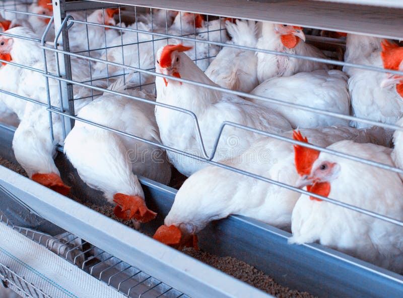 White hens are sitting in aviaries on a poultry farm, a farm for growing birds, close-up, chicken