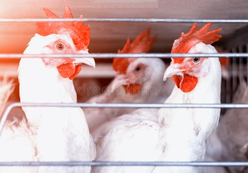 White hens are sitting in aviaries on a poultry farm, a farm for growing birds, close-up, chicken