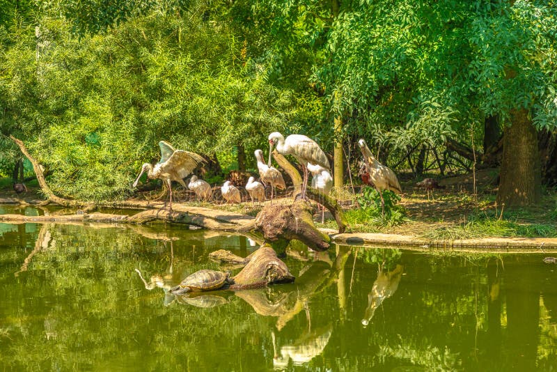 white heron African spoonbills in a lake