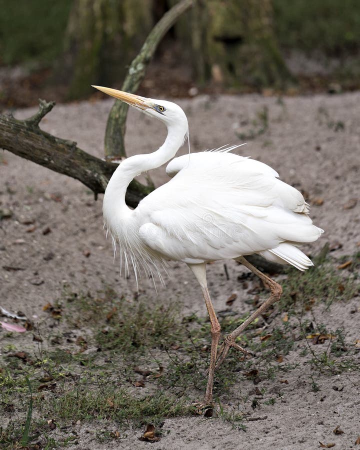 White Heron bird Stock Photos. White Heron close-up profile view bird dancing foliage background stock photos White Heron bird Stock Photos. White Heron close-up profile view bird dancing foliage background stock photos