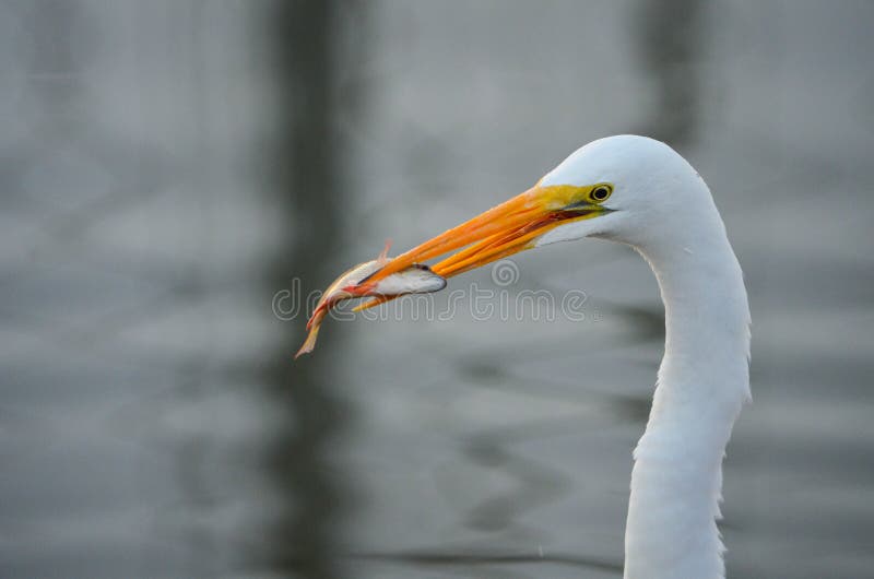 White Heron with a Fish stock image. Image of tank, texas ...