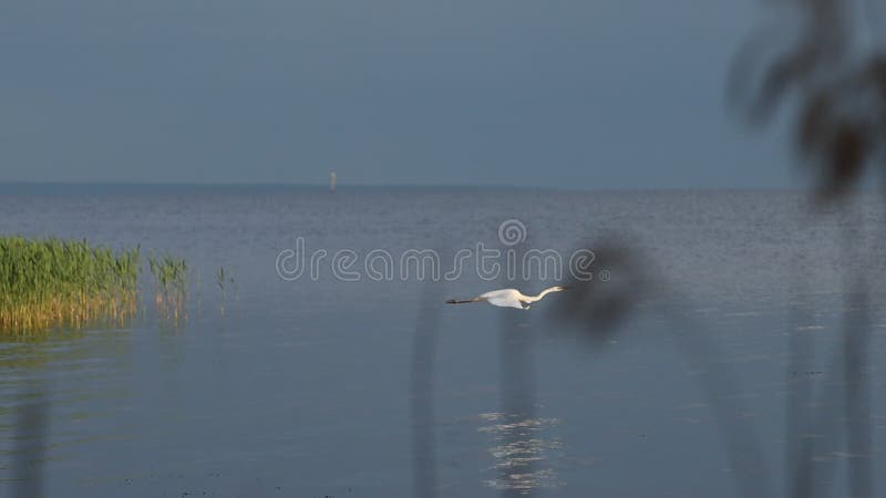 White heron flying over the river slow motion