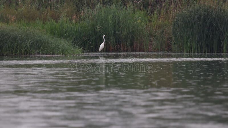 White heron stands in the rain slow motion