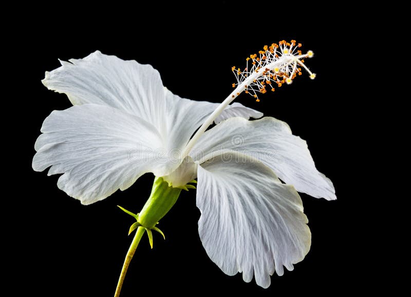 White Hibiscus Flower Picture. Image 82990370