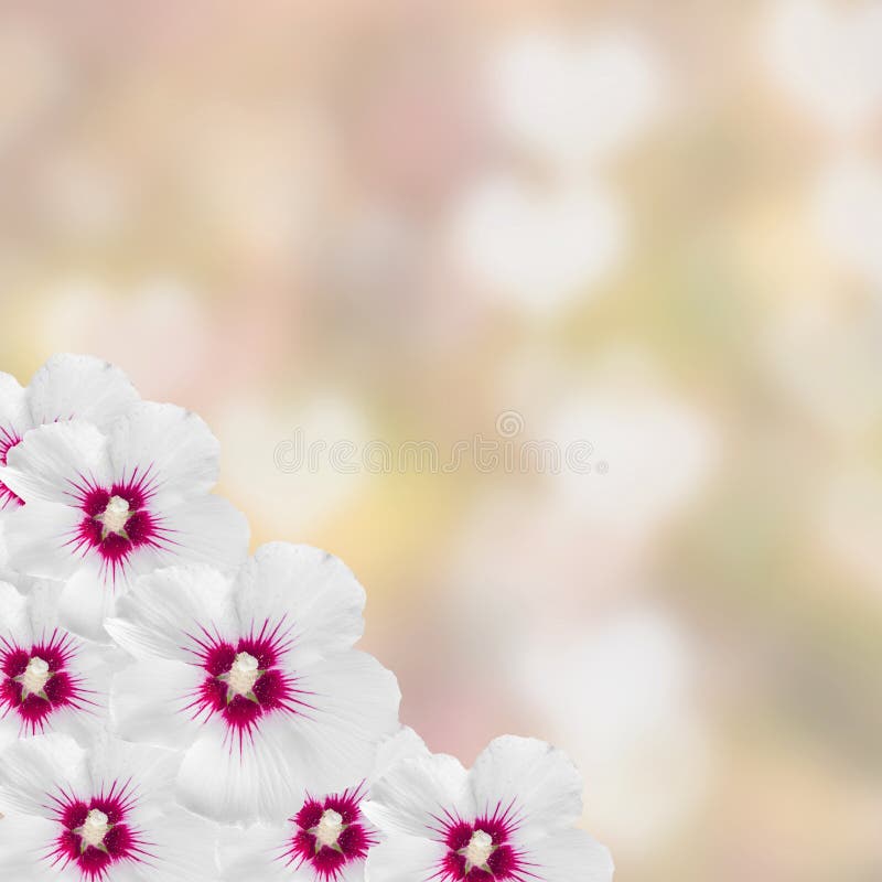 White hibiscus flowers, Hibiscus rosa-sinensis, hibiscus chinese, known as rose mallow, pink texture background, close up. stock images White hibiscus flowers, Hibiscus rosa-sinensis, hibiscus chinese, known as rose mallow, pink texture background, close up. stock images