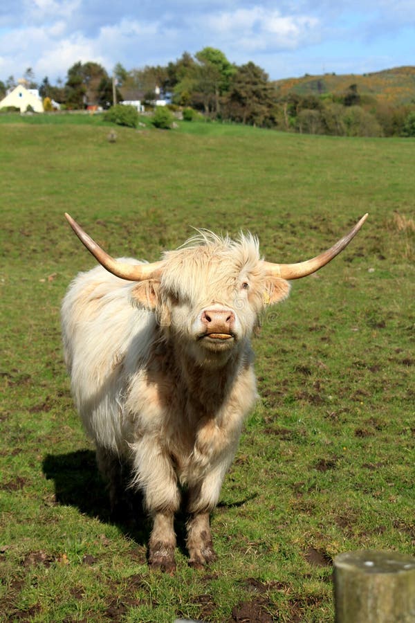 White highland cow